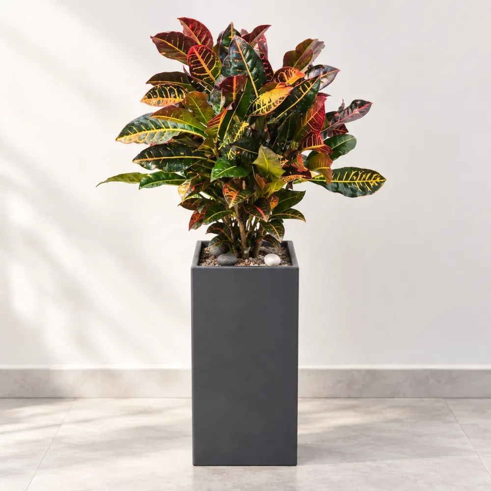 Cây cô tòng (Croton) A