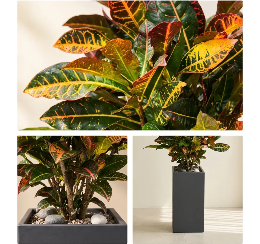 Close-up of red, yellow, and green veined croton leaves, and the plant's base in its charcoal pot