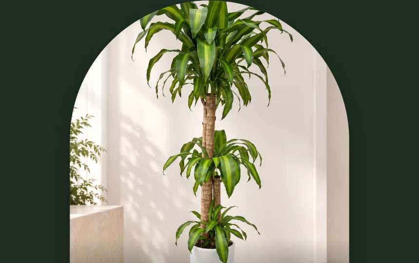A tall Dracaena fragrans in a white pot beneath an arched doorway