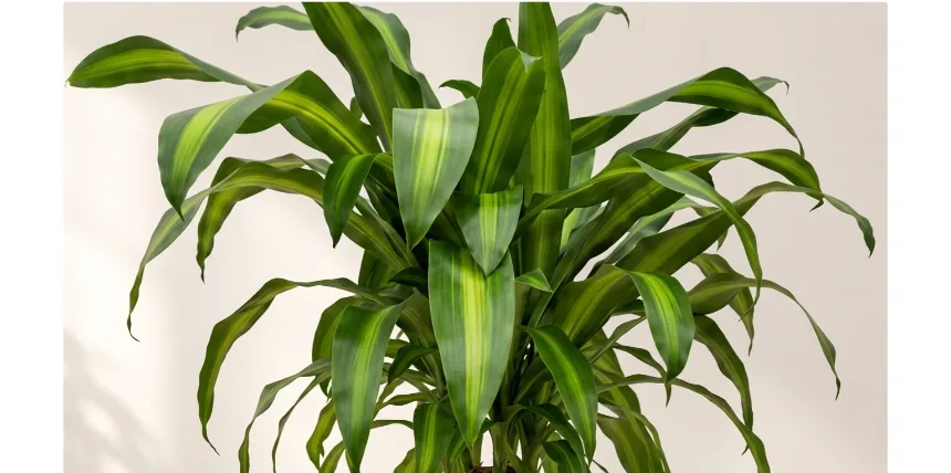 Close-up of Dracaena fragrans' striped, strap-shaped leaf rosette
