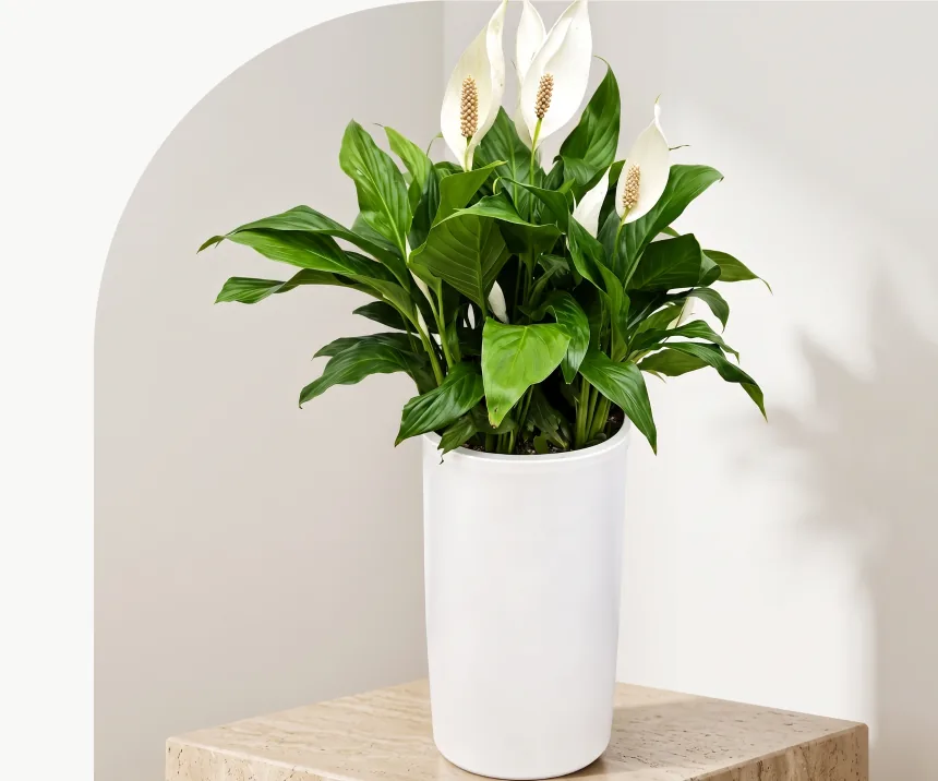 Spathiphyllum with white flowers and glossy green leaves in a tall white pot, on a travertine stand